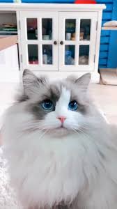 How much do ragdoll cat costs? Do Ragdoll Cats Shed Video Ragdoll Cat Cats Cat Shedding
