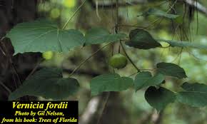 Image result for Vernicia