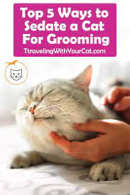 Your local dog groomer is as close as your neighborhood petsmart! Top 5 Ways To Sedate A Cat For Grooming Cat Grooming Styles Cat Grooming Cat Grooming Tools