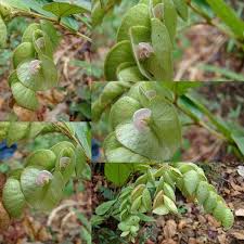 Image result for Flemingia strobilifera