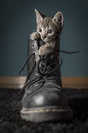 Art On Sun Cat Cats Cat Photography Animals