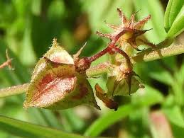 Image result for Melochia