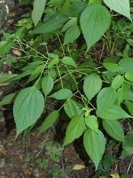 Image result for Urticaceae