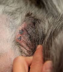 Image result for scrotum dog skin peeling