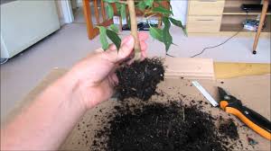 For instance, ficus benjamina baroque leaves are twisted spiral. Root Pruning Ficus Youtube