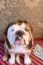 Anjing bulldog dikupir biar kayak bully ???подробнее. English Bulldog Wig Costume French Bulldog Costume Dog Costume Dog Hat