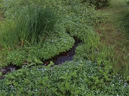 Chinese forget me not seeds How To Plant And Grow Forget Me Not Flowers Hgtv