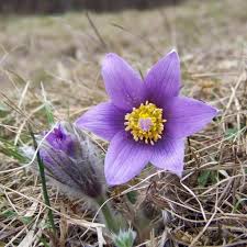 Maybe you would like to learn more about one of these? 35 Perennial Flowers All Season Guide For Blooms In Spring Summer Fall Flowers Perennials Perennials Perennial Garden Design