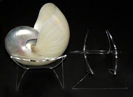 These seashell display stands are a great way to display your shell collection. Holds 6in 7in Shell Display Stand Nautilus Sea Shells