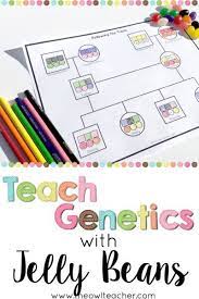 Teach Genetics With Jelly Beans | Biology Activities High School, Teaching  Biology Activities, Biology Classroom