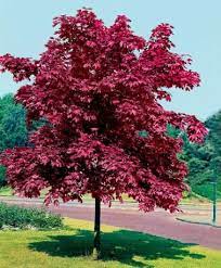 7 Acer Atropurpurea Japansk Blodlonn Trees To Plant Garden Trees Red Maple Tree