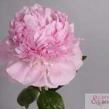 Eskimo pie is a compact variety typical of modern hybrids developed for better garden performance. Peonies Lilies And More Piet Koopman Arjan Poland