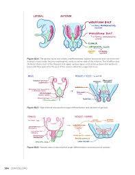 Image result for Sexual Development
