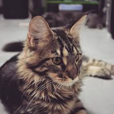 Pin On Cutecats