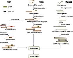 flow chart of common next generation sequencing approaches