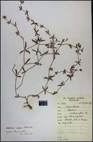 Image result for Blepharis integrifolia