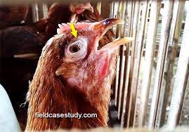 Pin By Fieldvet Channel On Pictures Of Poultry Diseases Poultry Diseases Disease Symptoms Chickens