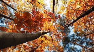 39 Autumn Wallpapers That Will Take Your Breath Away Desktop Wallpaper Fall Retina Wallpaper Fall Wallpaper