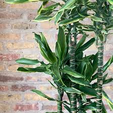 Image result for Dracaena steudneri