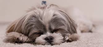 Northern colorado's leading animal rescue for enhancing the quality of life for both pets and future owners.adopt a dog. No Kill Colorado