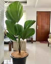 Sono considerate piante d'appartamento o piante ornamentali da appartamento tutte le specie di origine esotica che, non potendo vivere nor. Arredare Con Piante Da Appartamento Di Grandi Dimensioni
