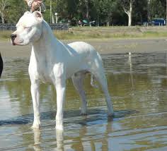 Pin By Rony Rivera Arteaga On Dogos Argentinos Dog Argentino Animals Beautiful Dog Pounds