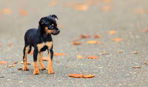 About services team adopt now adoption alerts. Animal Shelter Taylor Mi