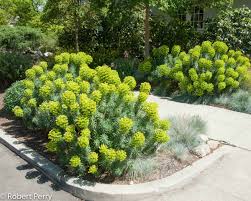 Image result for Euphorbia epicyparissias