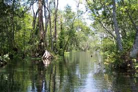 Canoeing In Silver River State Park Florida Travel State Parks Places To Go