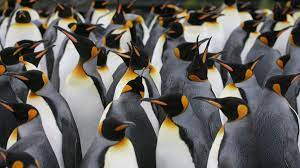 Large body reserves, approximately four kilograms. World S Largest King Penguin Colony Declines By Nearly 90 Cnn