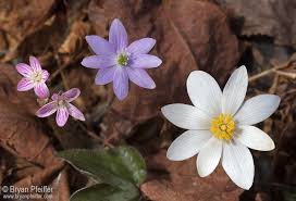 Send flowers, plants & gift baskets to massachusetts! Field Guide To May 2018 Vermont Center For Ecostudies