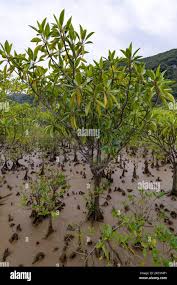 Image result for Bruguiera