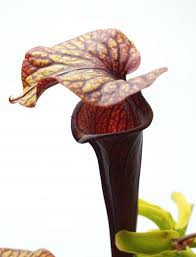 Black And White Images Of Pitcher Plant Sarracenia Black Widow Alata Black Throat X Flava Red Hybrid Carnivorous Plant Resource In 2020 Sarracenia Carnivorous Plants Plants