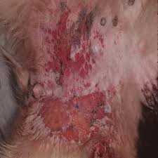 General cancer symptoms in dogs. Tumors Of The Mammary Gland Veterian Key