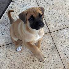 50 Boxador Ideas Dogs Puppies Boxador Puppies