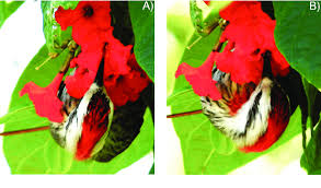 Image result for Cordia grandicalyx