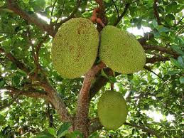 Hs882 Mg370 Jackfruit Growing In The Florida Home Landscape