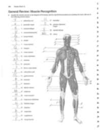 There is but one temple in the universe and that is the human body. The Piece Of Mind Full Body Muscular Diagram Pdf Human Body Muscles By La Paloma Teachers Pay Teachers In A Diagram Of The Muscle Twitch Can Be Seen