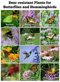 5 big zinnias for your butterfly garden. 24 Gardens Flowers That Attract Hummingbirds And Butterflies Ideas Hummingbird Garden Butterfly Garden Flowers That Attract Hummingbirds