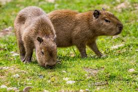 See more ideas about capybara, animals, cute animals. 16 Magical Facts About The Life Of The Capybara