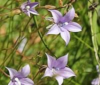 Image result for Wahlenbergia paludicola