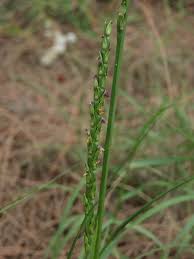 Image result for Stenotaphrum secundatum