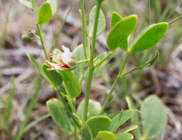 Image result for Zygophyllum cuneifolium