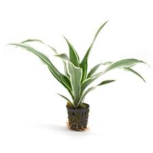 Image result for Dracaena sanderiana