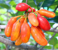 Image result for Uvaria acuminata