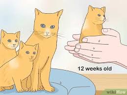 Consider adopting a cat on the older side if you are a senior yourself. 5 Ways To Separate Kittens From A Mother Cat For Adoption