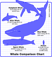 orca whale size chart keiko the whale