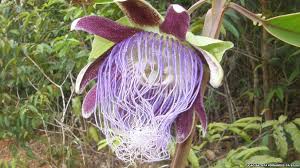 Passion Flower Rainforest Plants Rainforest Flowers Amazon Rainforest