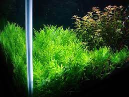 Water Wisteria Planted Aquarium Live Aquarium Plants Plants
