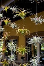 Tillandsia 101 Idees Pour Pulveriser Vos Plantes Aeriennes Mini Jardins Japonais In 2020 Pflanzen Luftpflanzen Hangepflanzen